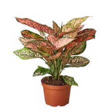 RED AGLAONEMA